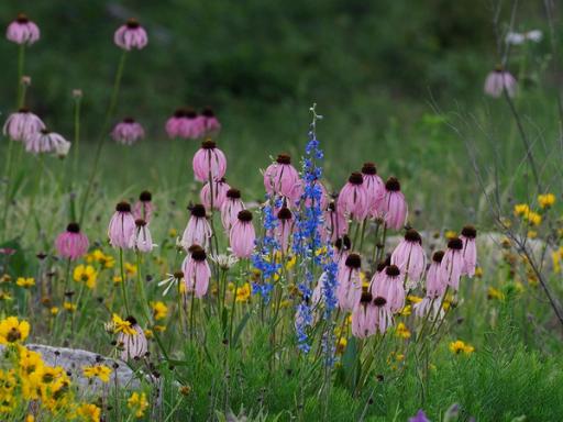 Glade coneflower and Carolina larkspur with Fringed bluestar