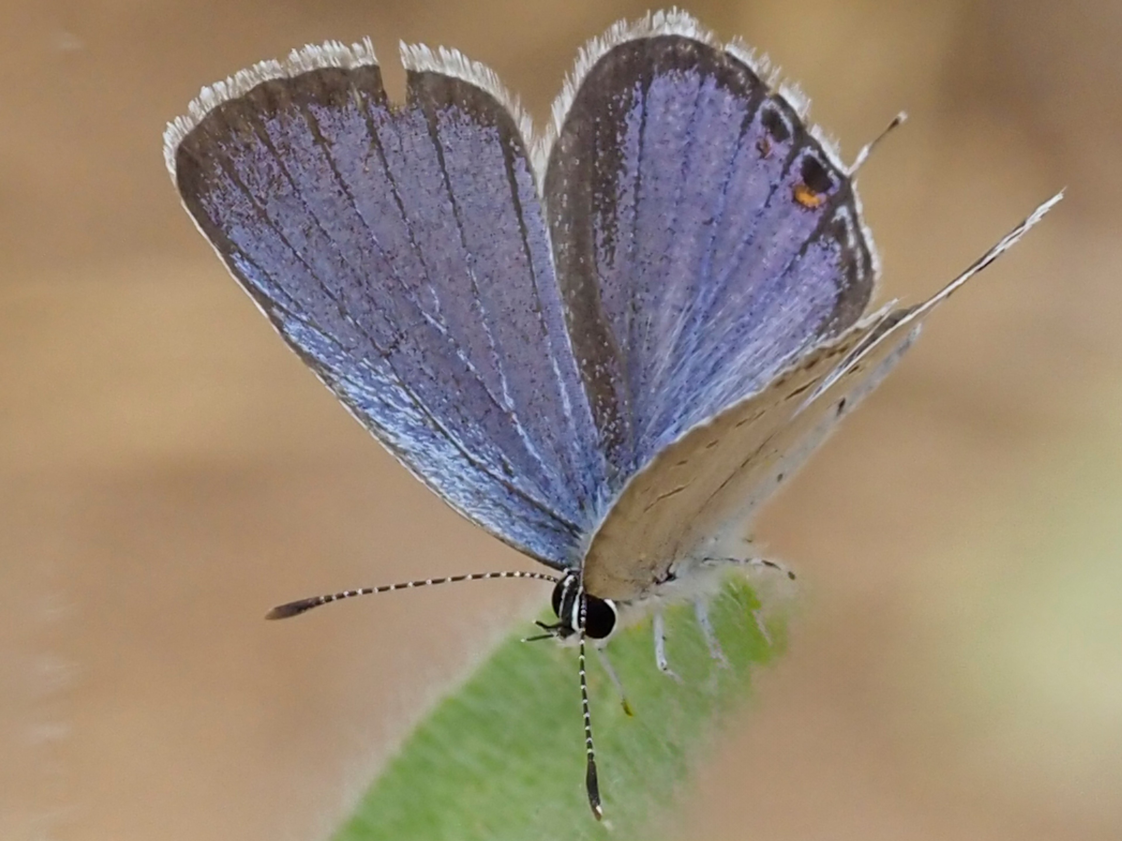 Eastern Tailed-Blue Butterfly