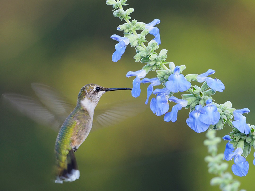 Hummingbird
