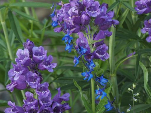 Purple Beardtongue with Carolina larkspur 