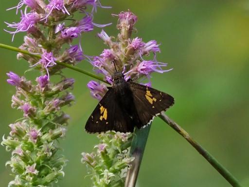 Hoary Edge Skipper