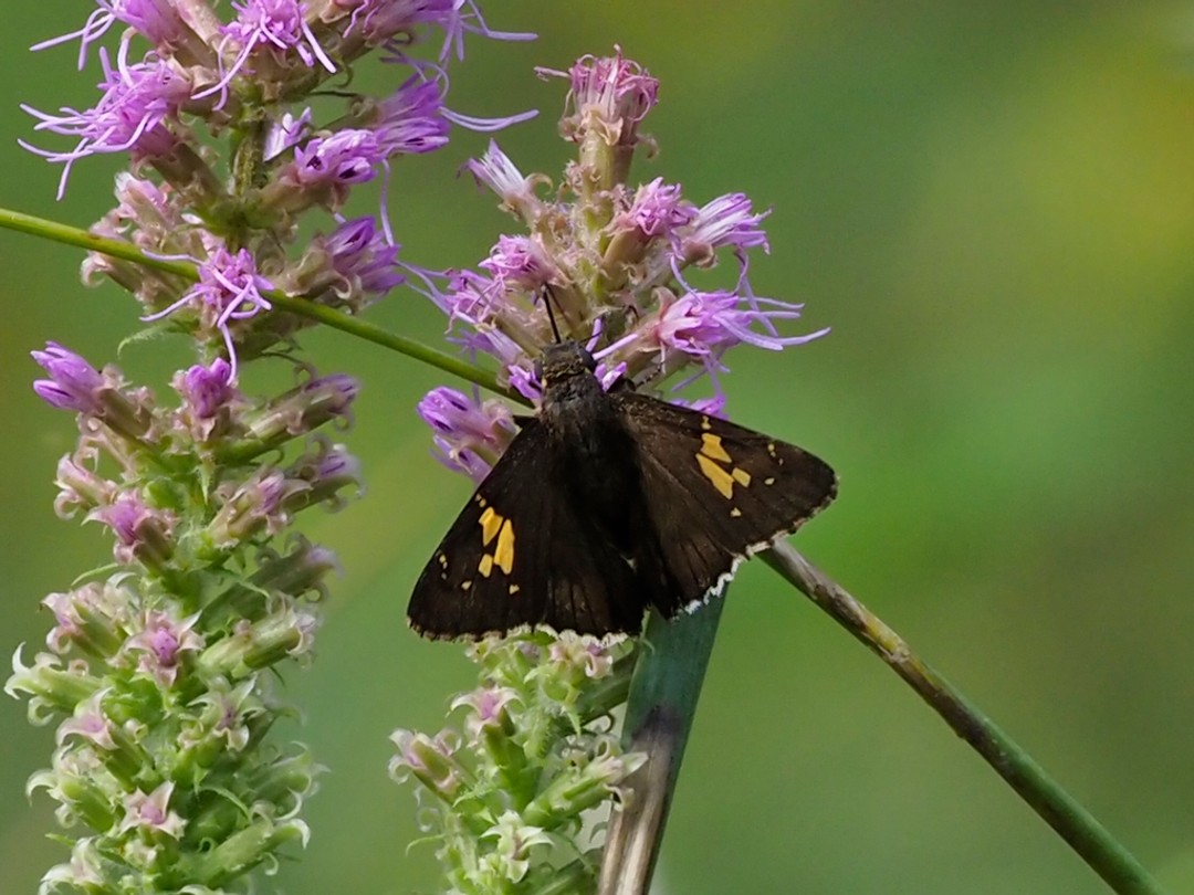 Hoary Edge Skipper