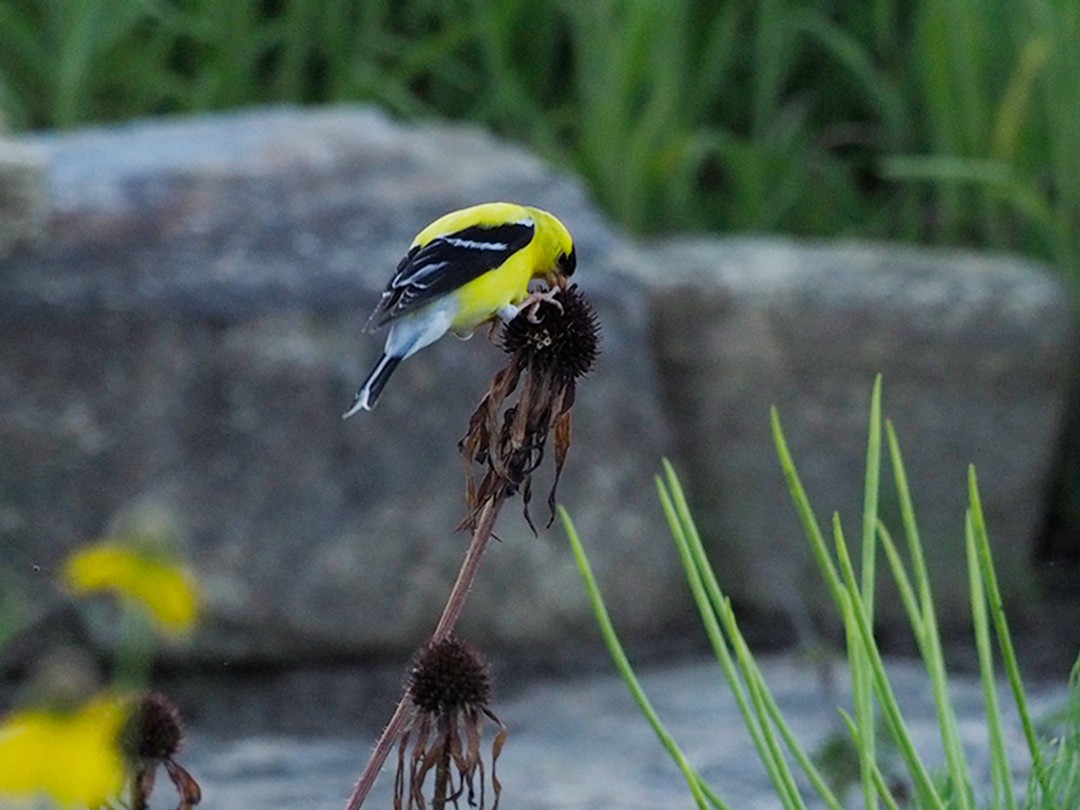 Goldfinch on summer seedhead