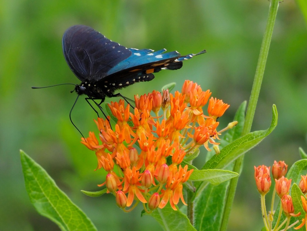 Pipevine swallowtail
