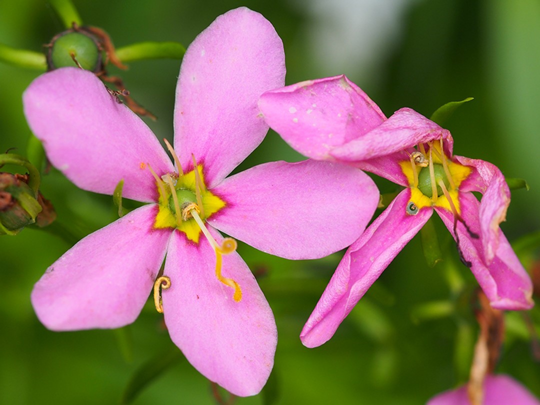 Spent flower (right)