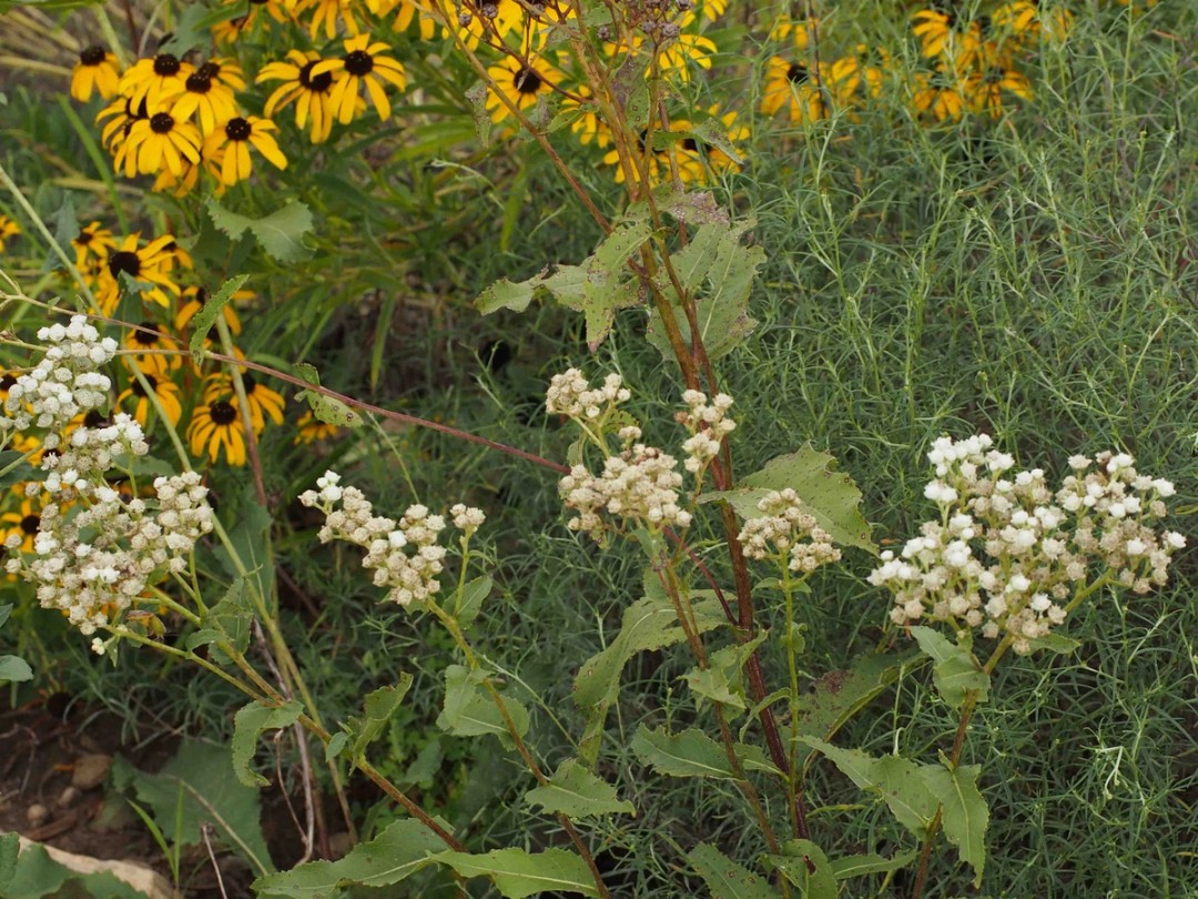 Parthenium integrifolium