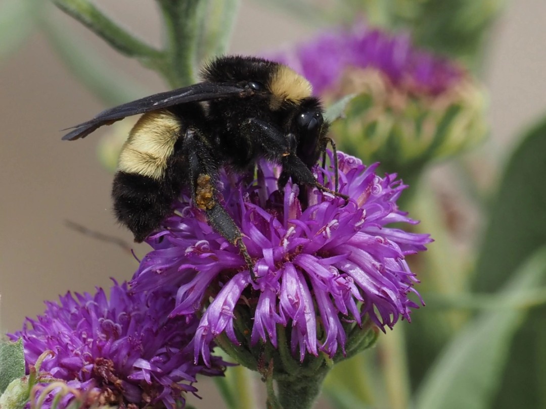 American bumble bee
