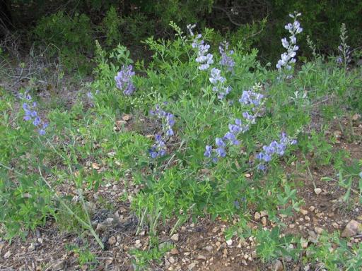 False blue indigo flowering in gravely glade habitat