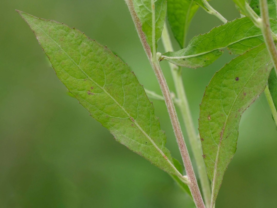 Leaf and stem