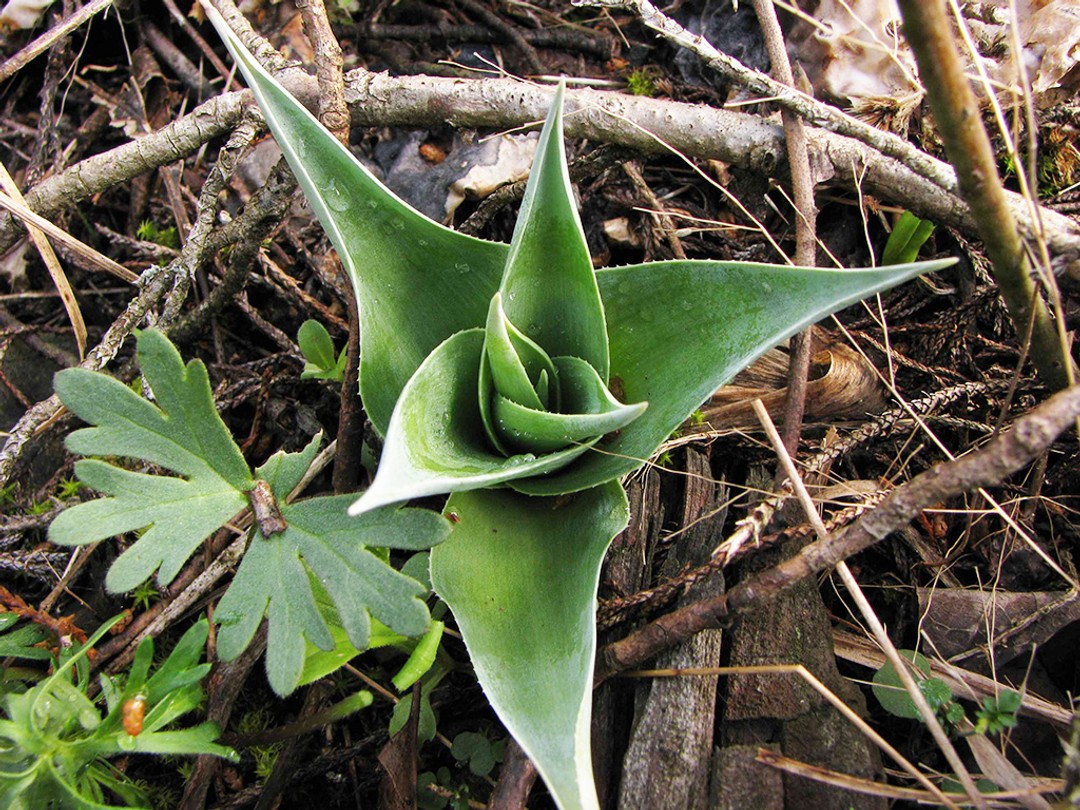 Green leaves of Manfreda virginica