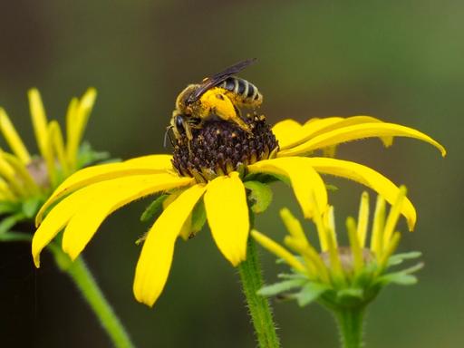 Rudbeckia coneflower mining bee