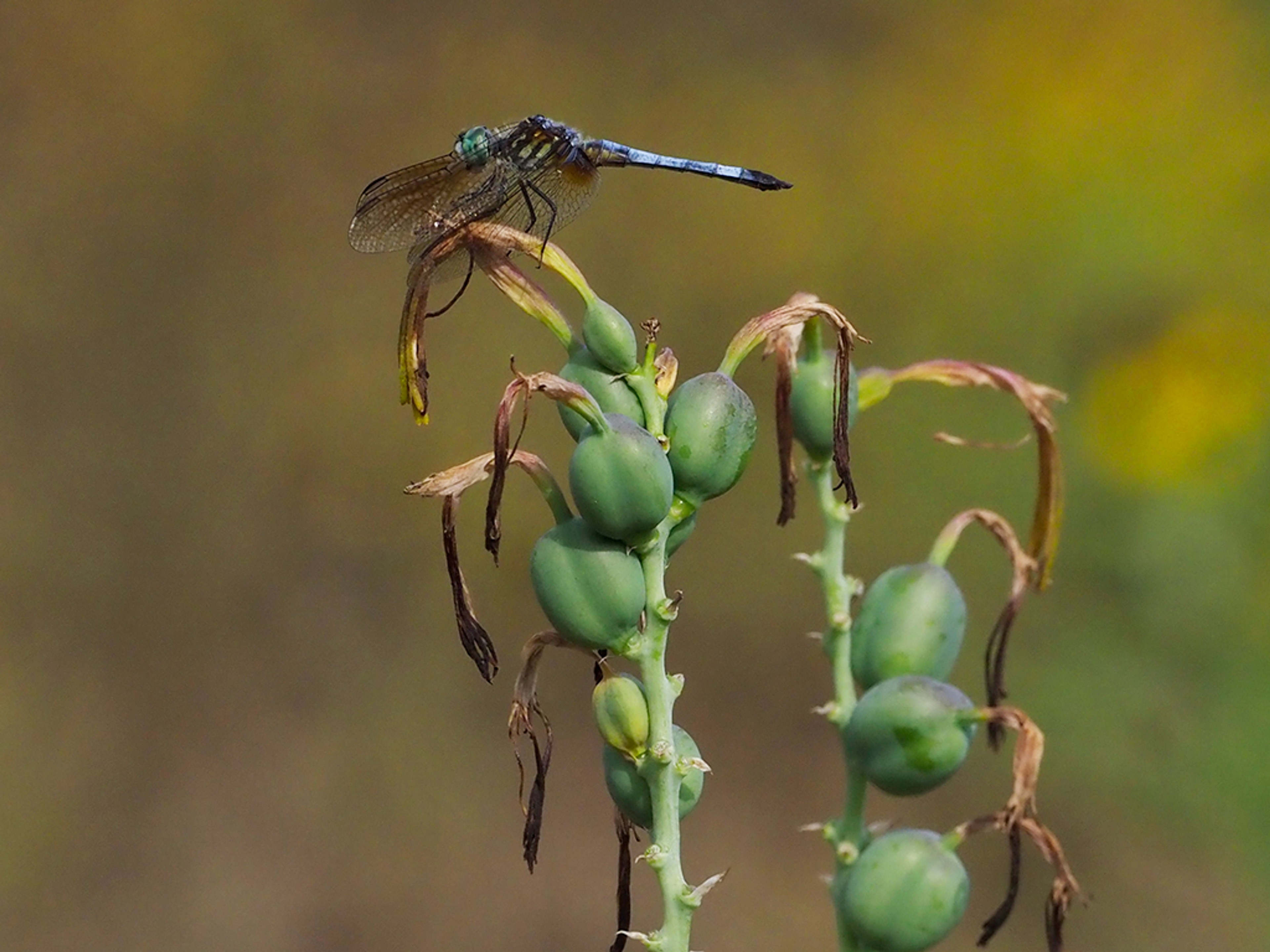 Blue Dasher Dragonfly taking a rest