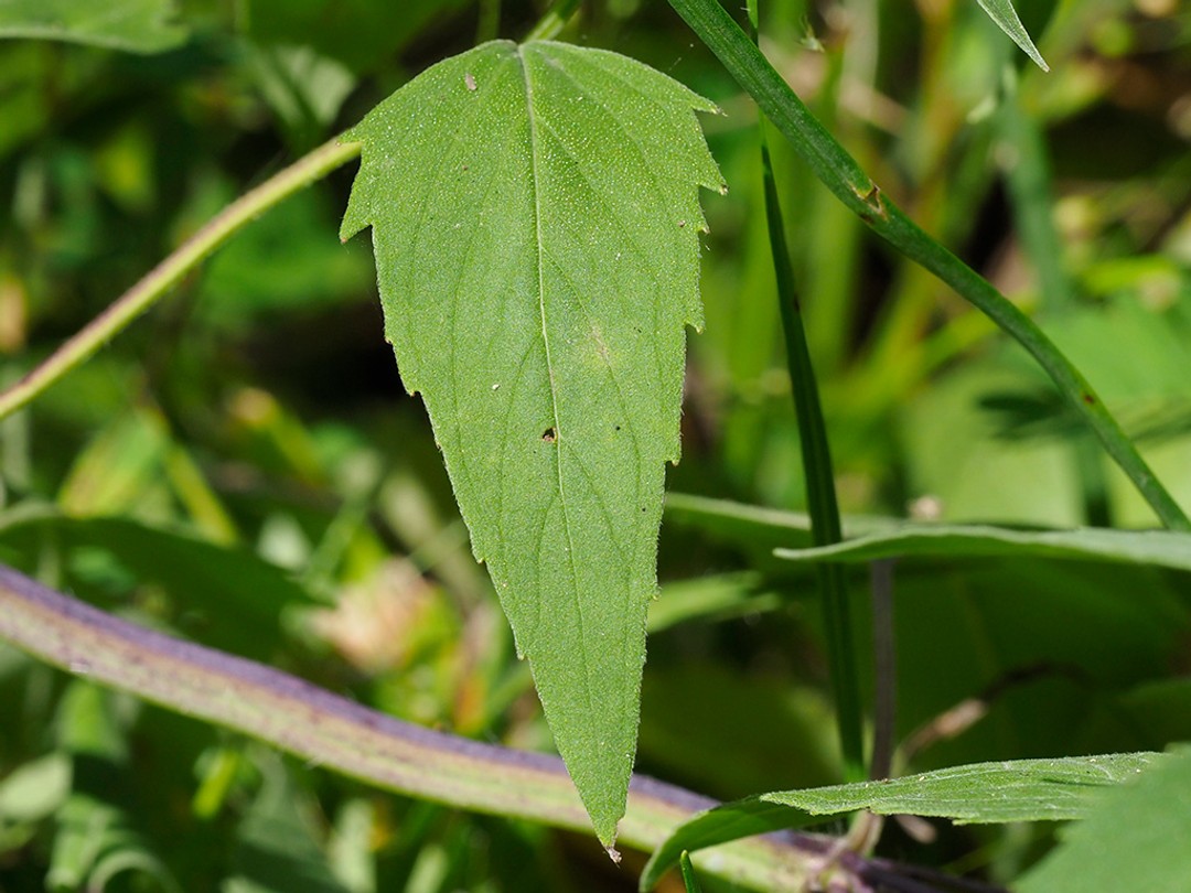 Serrated, pubescent leaf