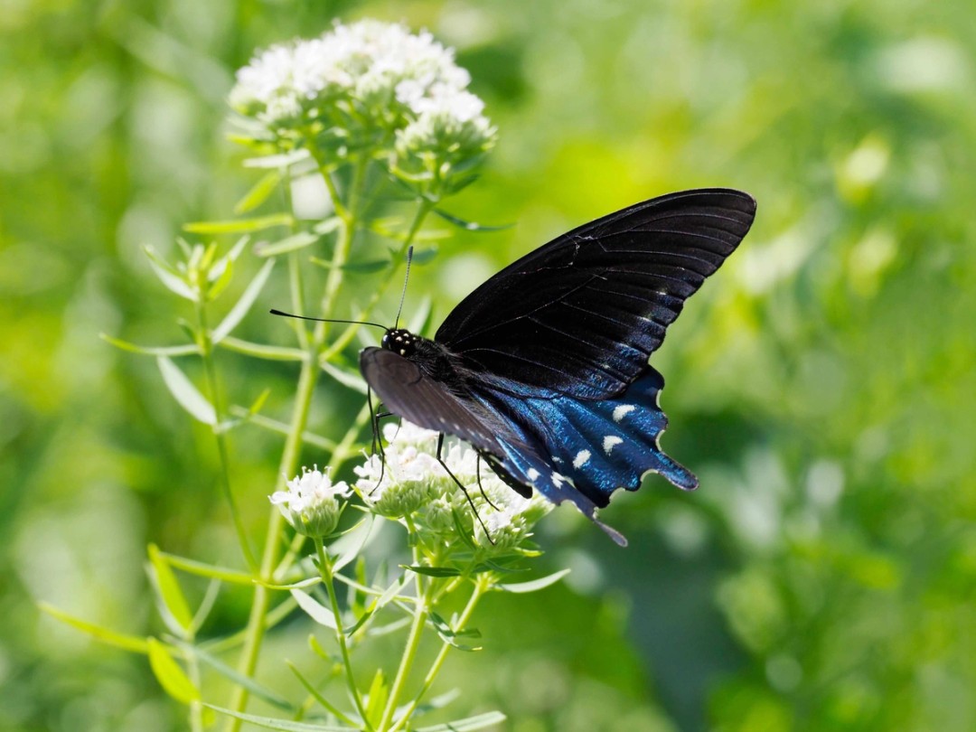 Pipevine swallowtail