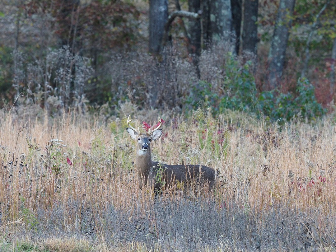Buck in rutting season
