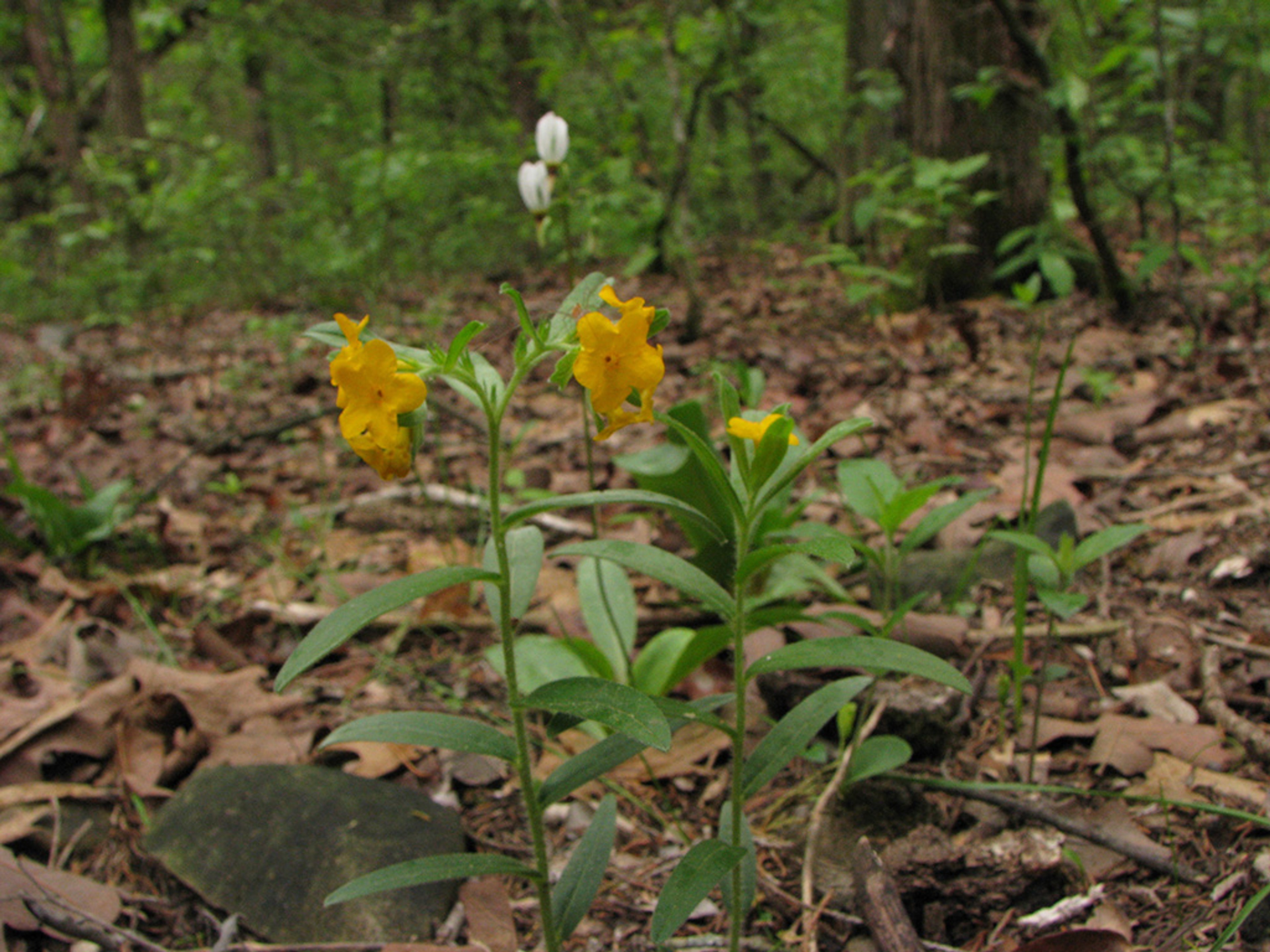 Woodland habitat with Primula meadia