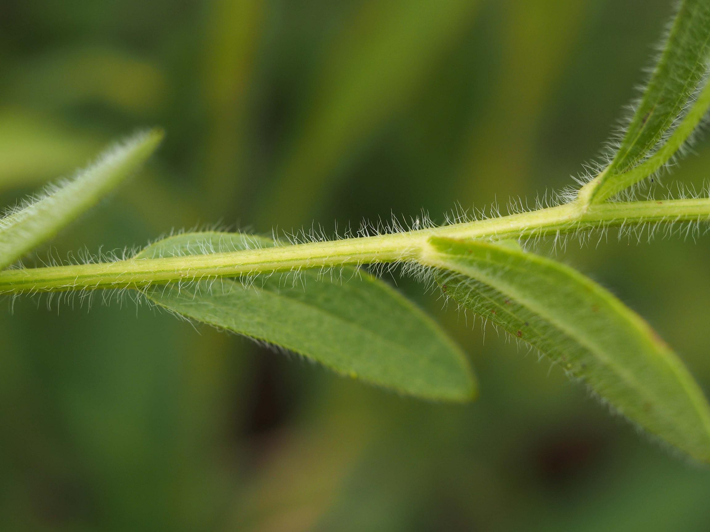 Hairy stem