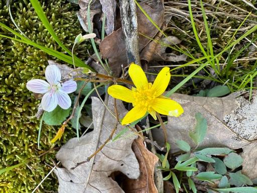 Spring beauty and Hispid buttercup