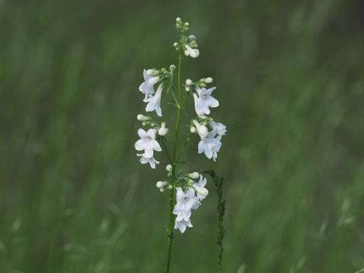 Flower clusters