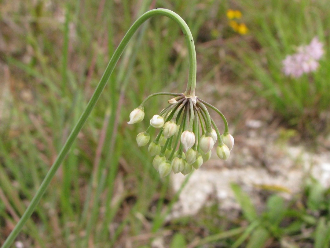 Nodding buds