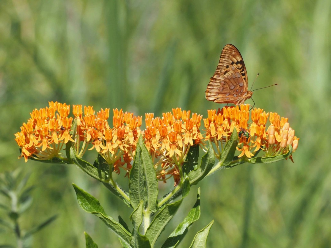 Great spangled fritillary