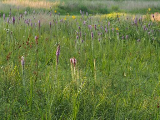 Grassland habitat