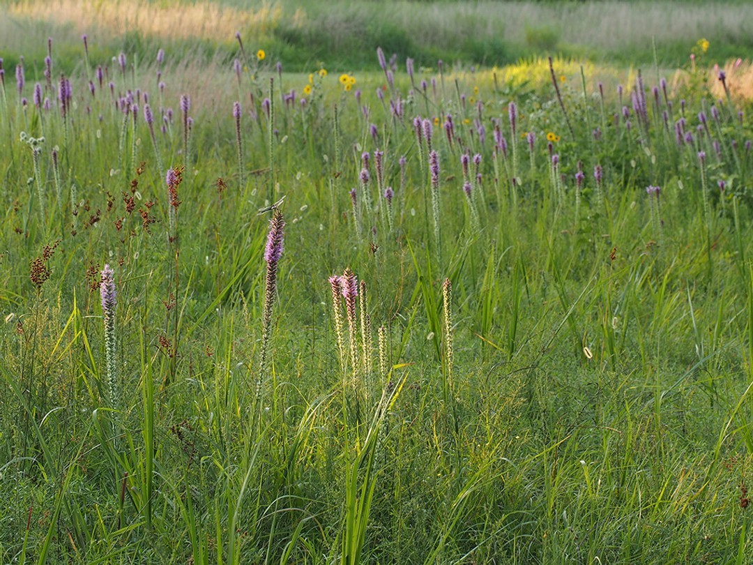 Grassland habitat