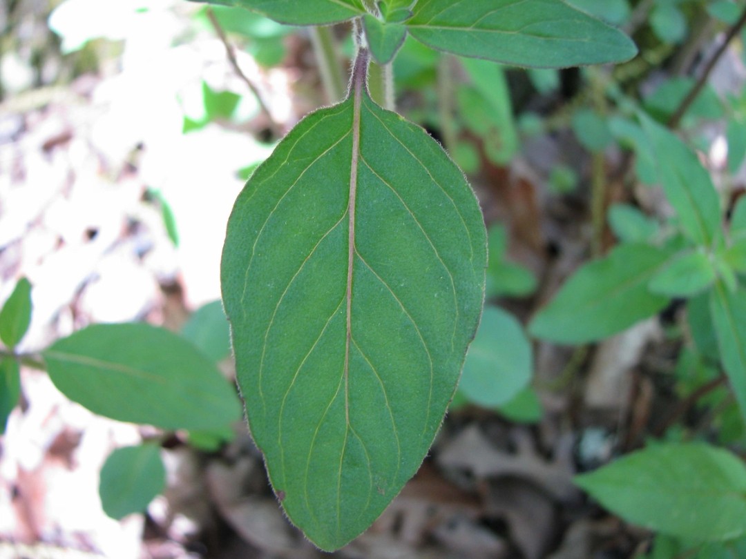 Leaf upper surface