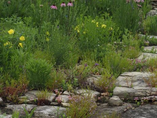 Glade coneflower and Missouri primrose with Widow's cross