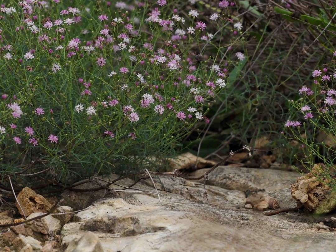 Limestone glade habitat