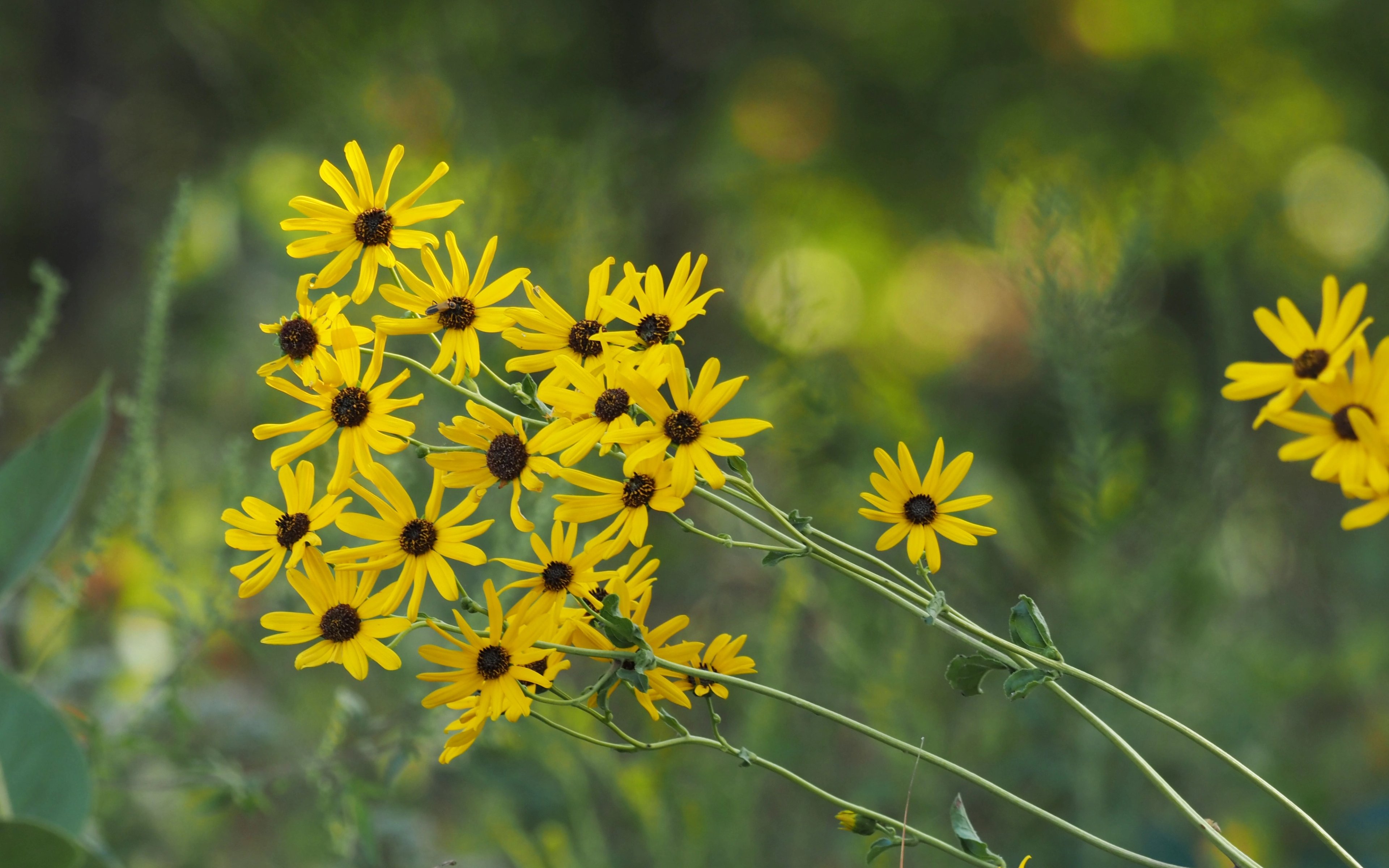 Golden flowers of Helianthus silphioides