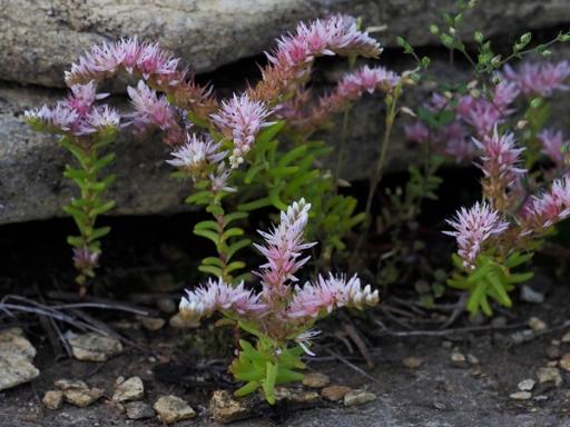 Horizontal lime green leaves and pink flowers