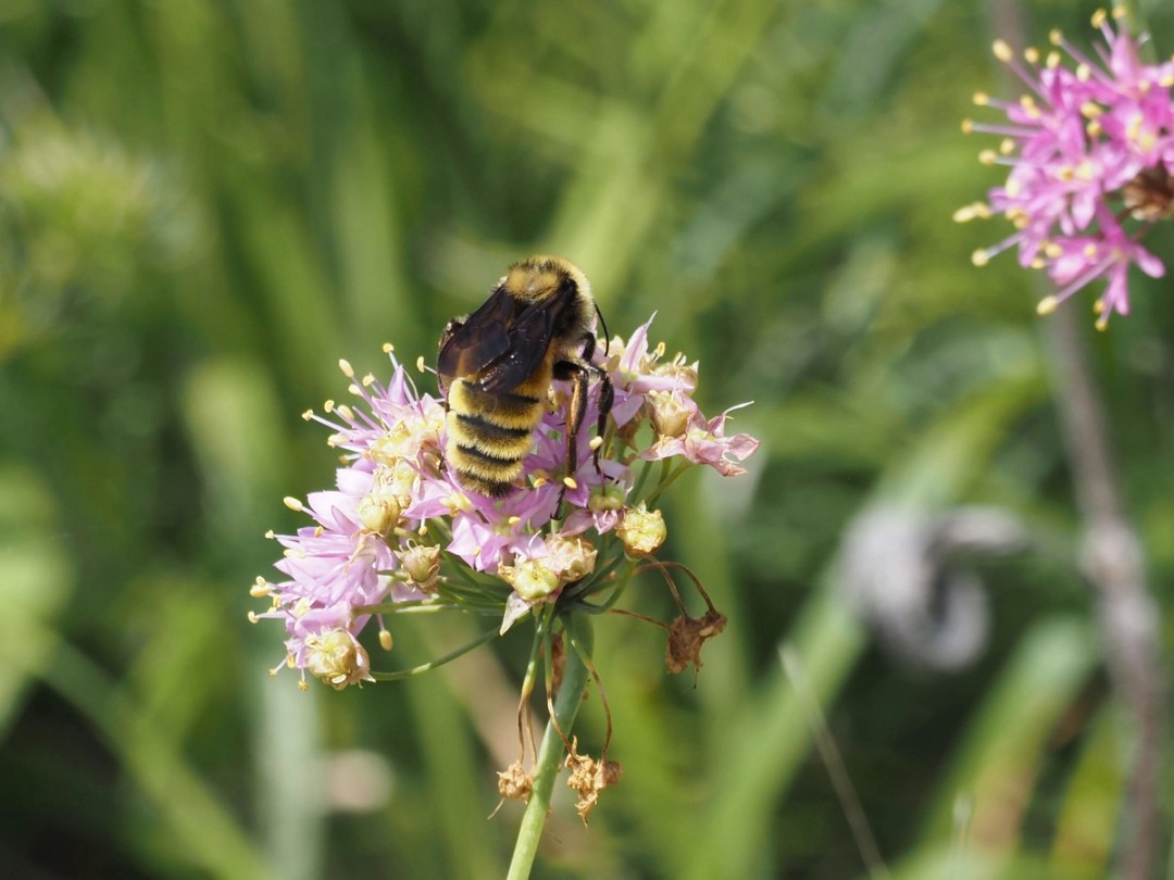 American bumble bee (Male)