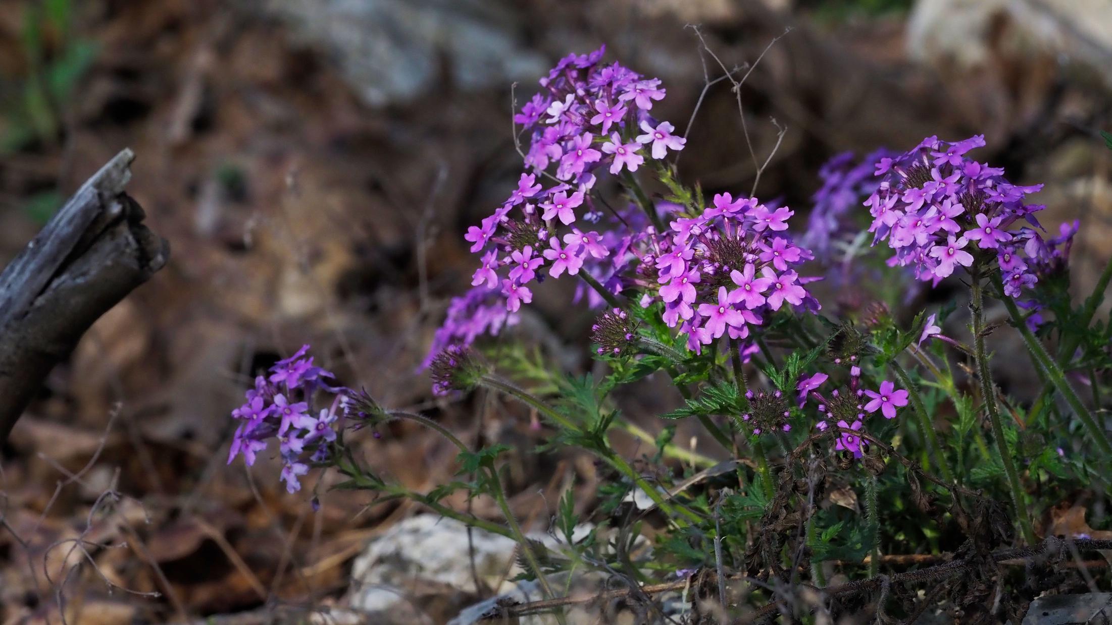 Glandularia canadensis in glade habitat