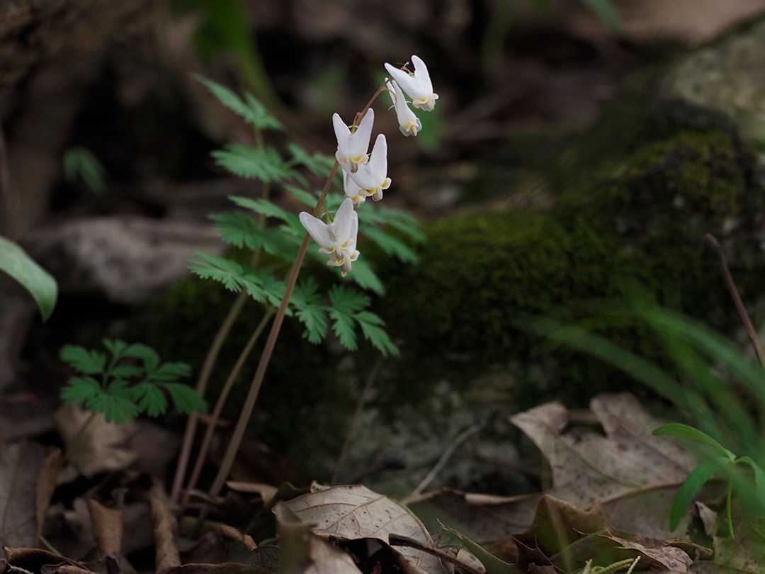 Delicate woodland beauty