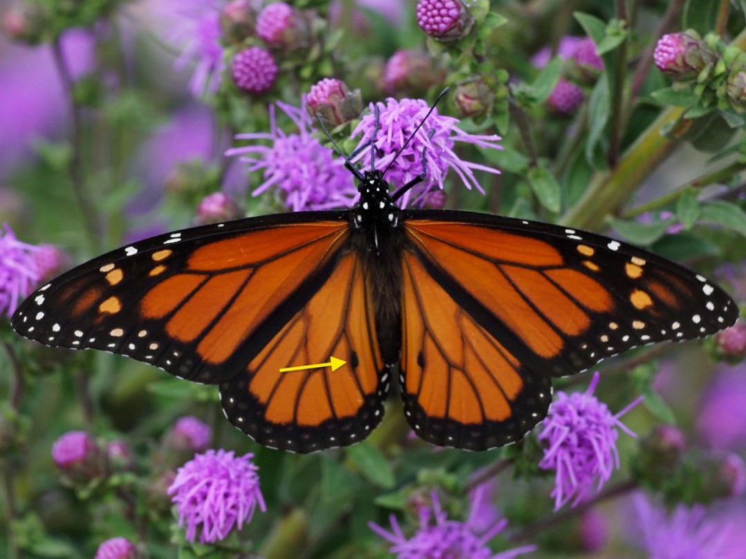 Male monarch