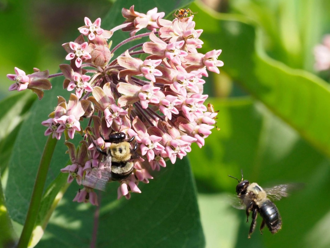 Large Carpenter bee