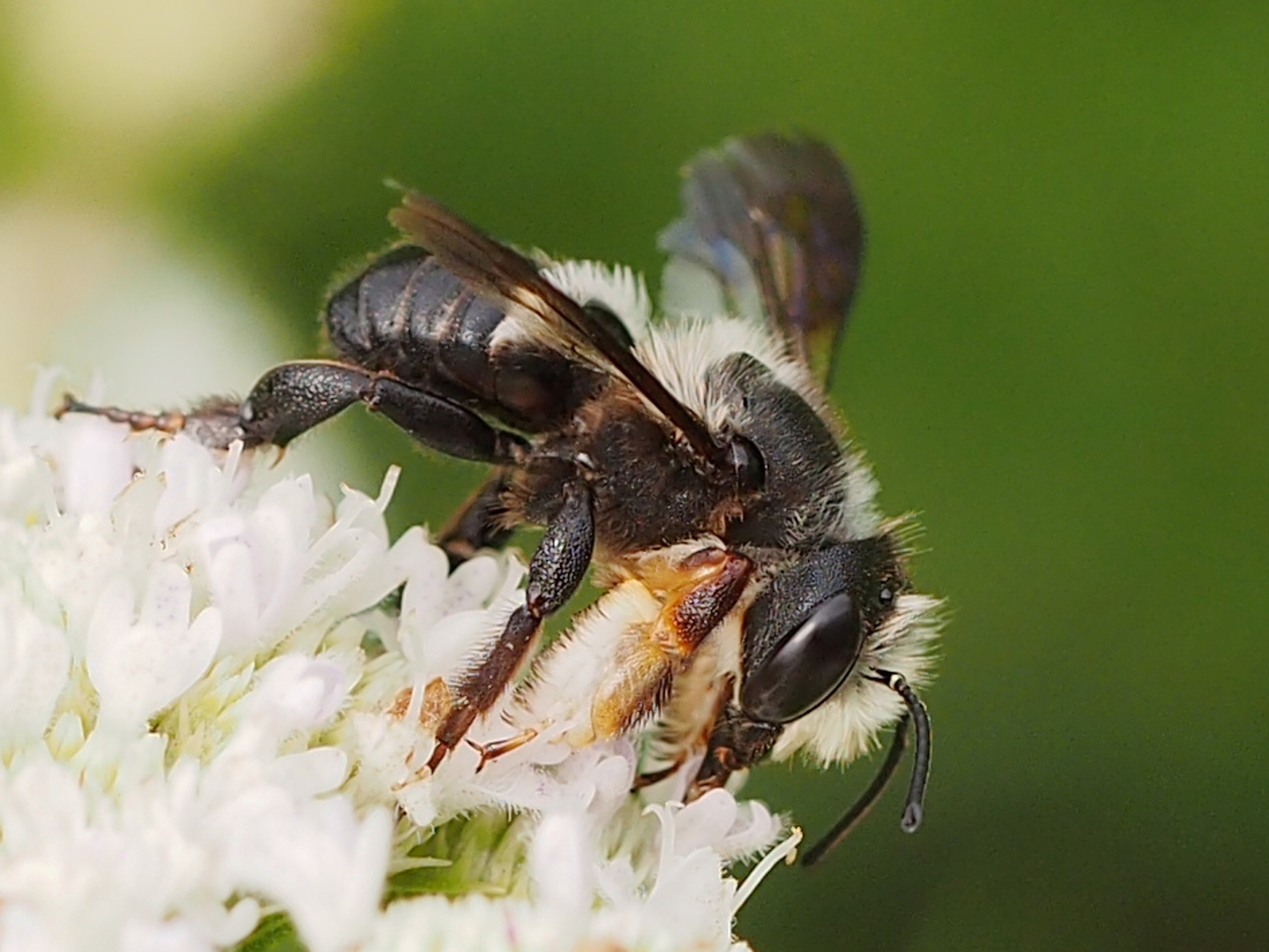 Carpenter-mimic Leafcutter Bee