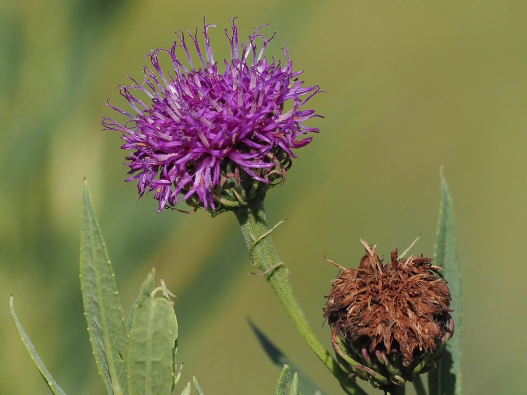 Flower head and spent flower
