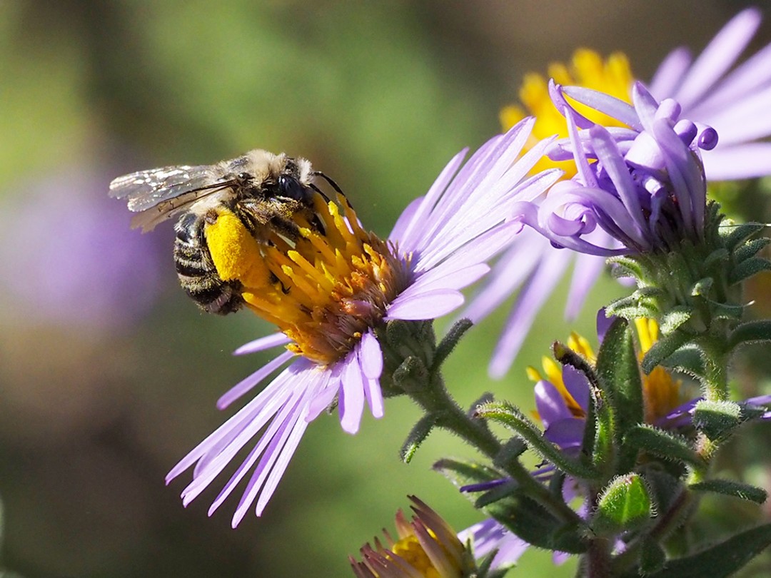 Longhorned bee, Symphyotrichum oblongifolium