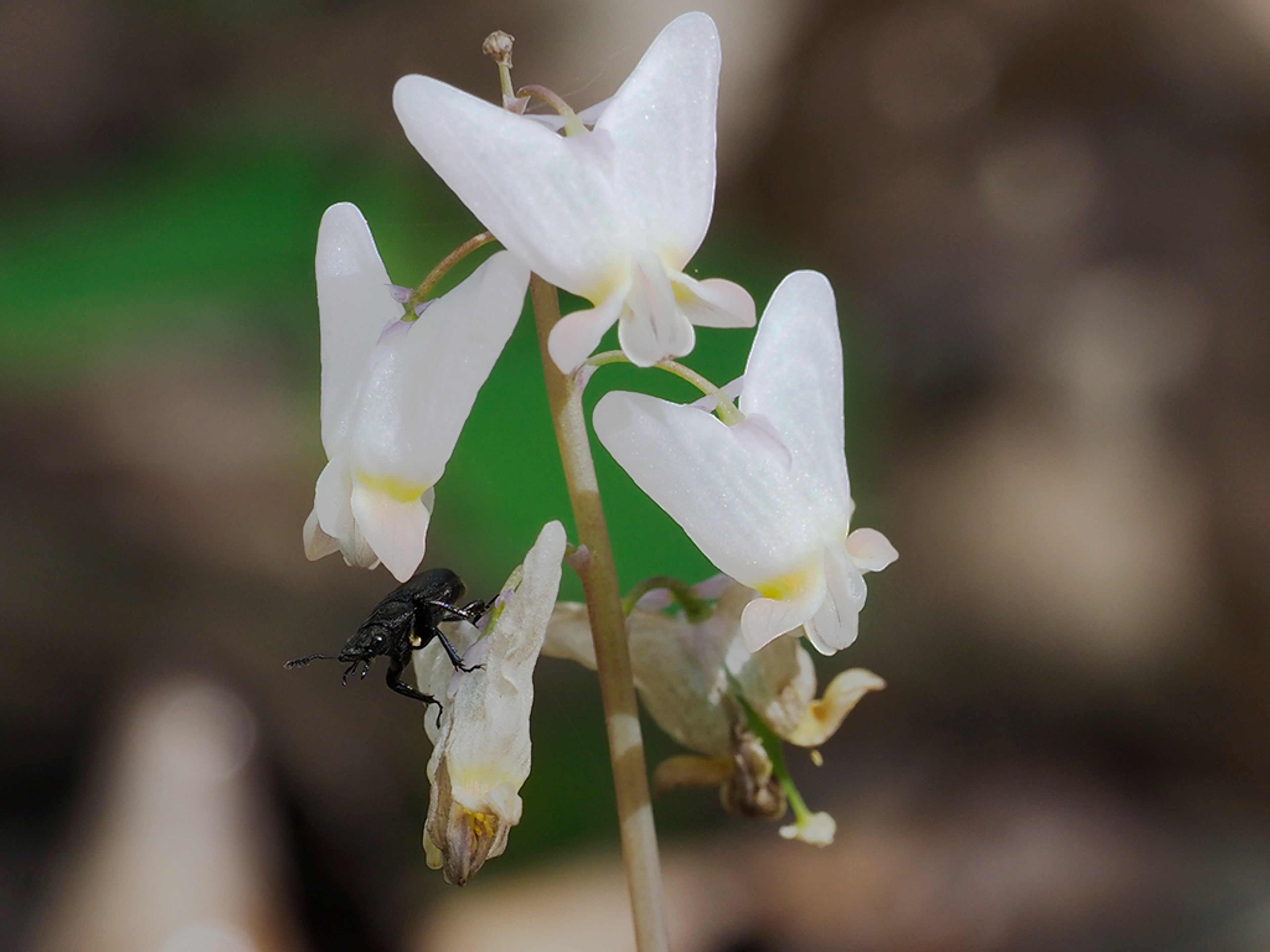 Oak Stag Beetle visiting Dutchman's Breeches