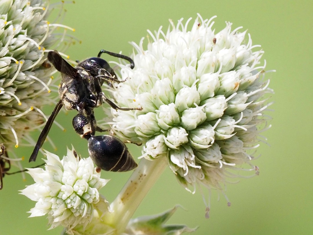 Black Thorn-footed Mason wasp (Zethus spinipes)