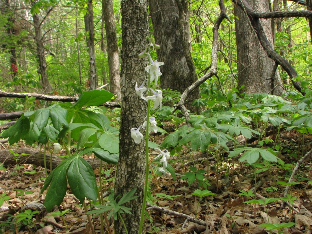 with Podophylum peltatum