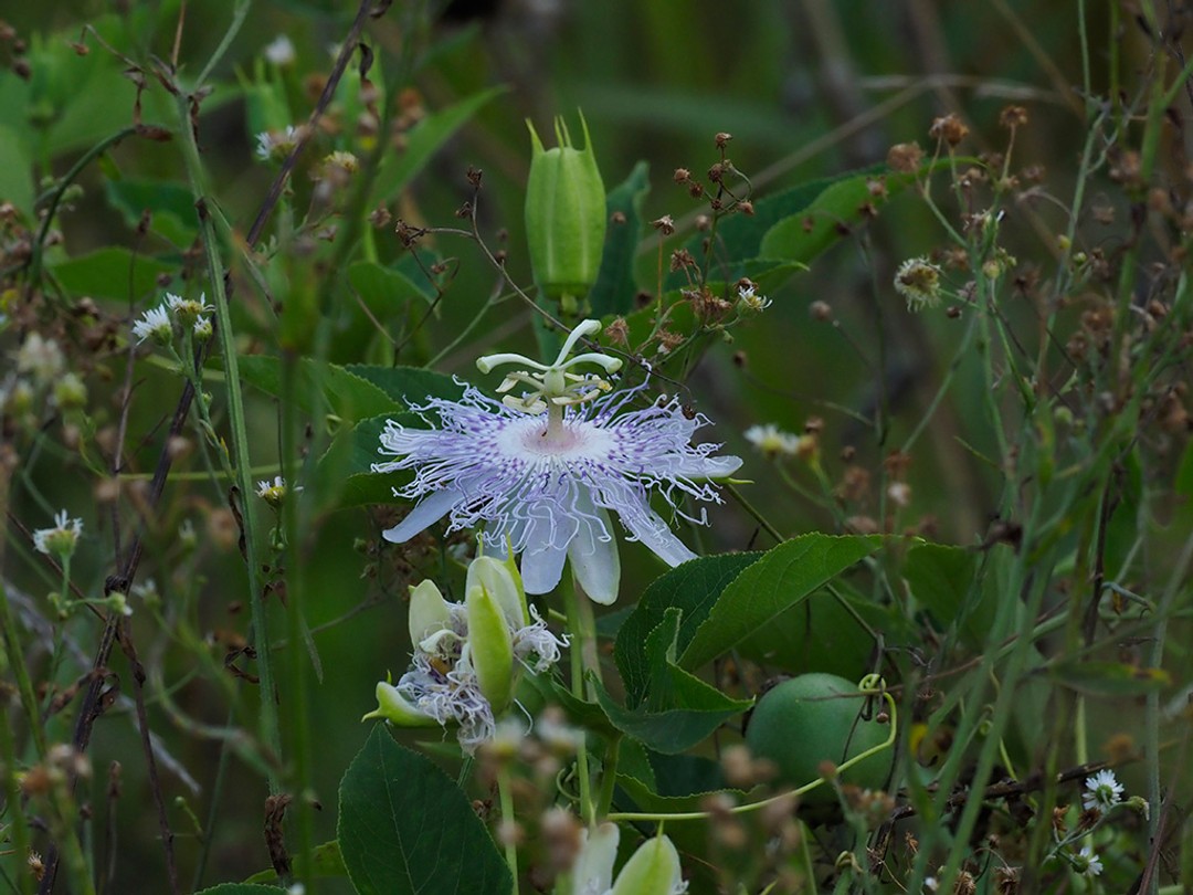 Buds and Flower