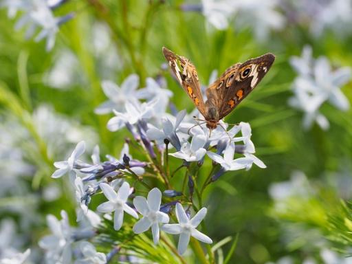 Common Buckeye butterfly nectaring on Amsonia ciliata