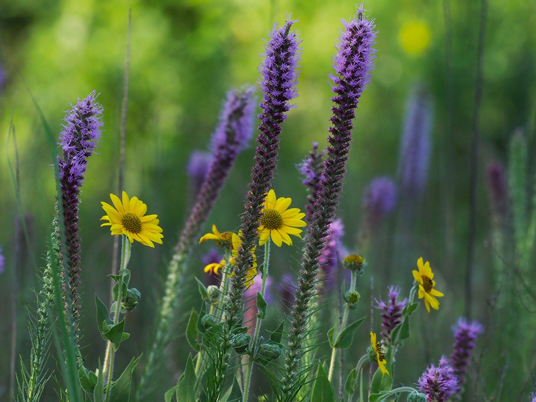 Helianthus mollis with Liatris pycnostachya