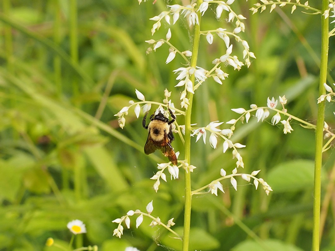 Brown-belted Bumblebee