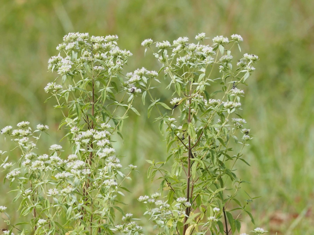 Mature flowering plant