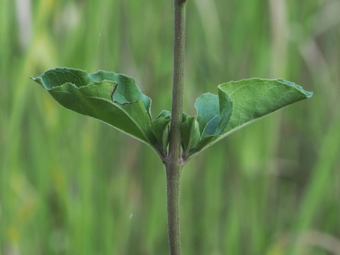 Lower opposite leaves
