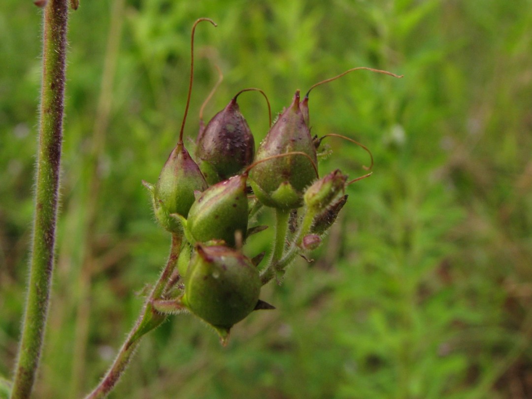 Close look seed pods